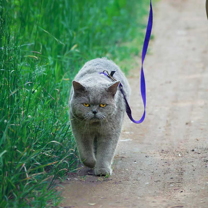 Appointment History Form