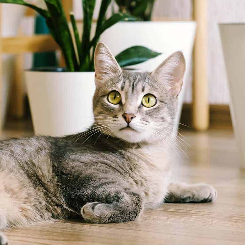 Pet boarding Pet boarding