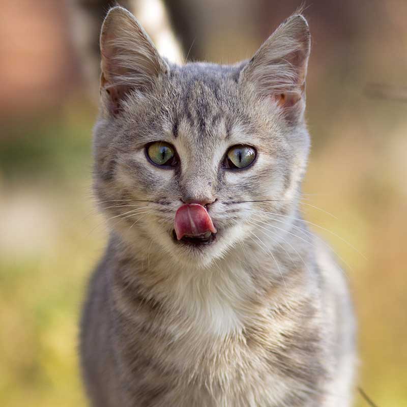 Dental Authorization