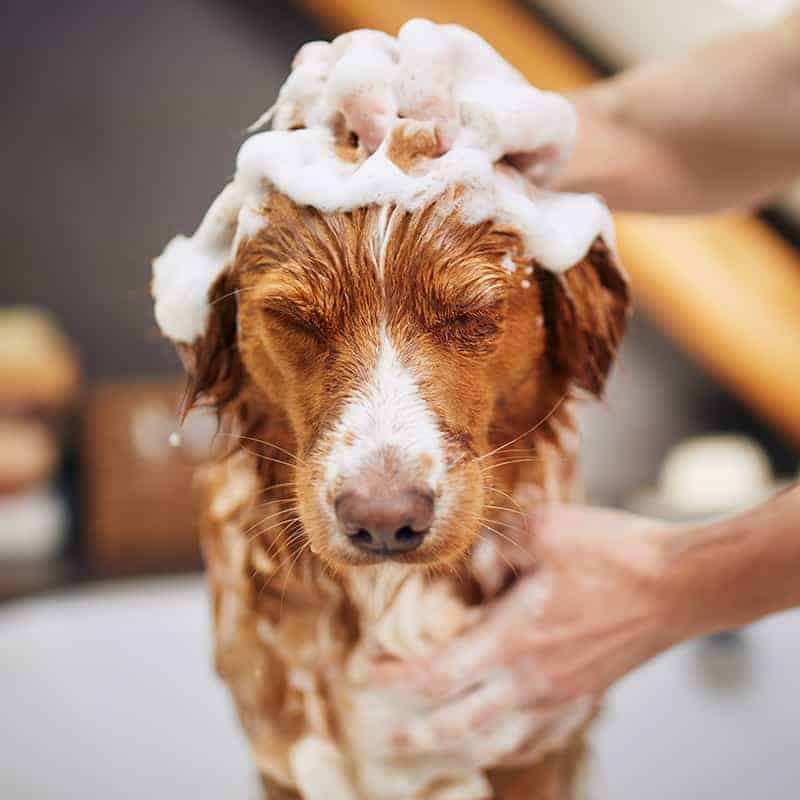 Pet Grooming Pet Grooming