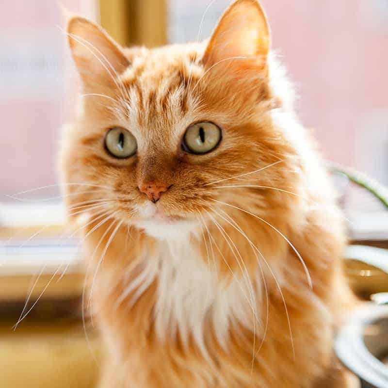 Veterinary surgery Veterinary surgery