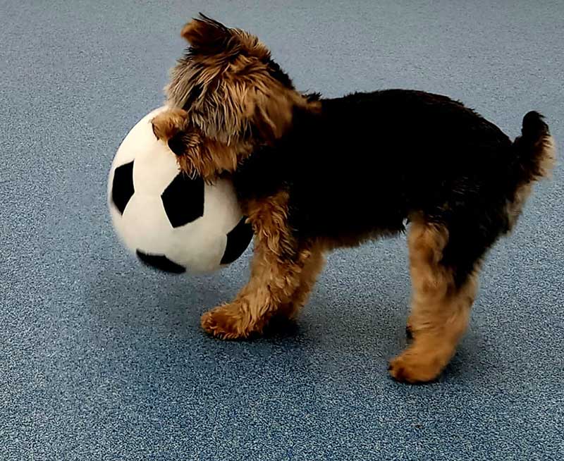 Yorkie with a ball Yorkie with a ball