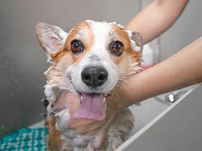 A dog being bathed A dog being bathed