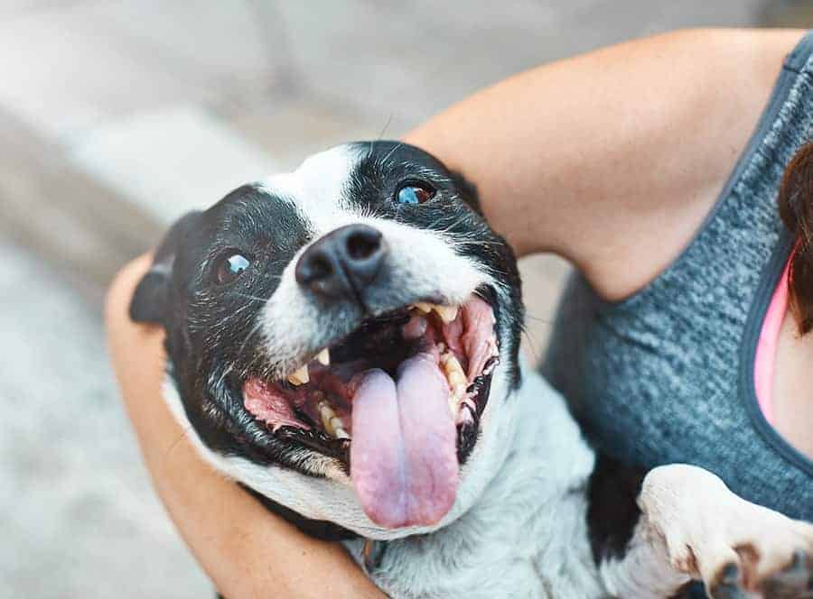 Dog Smiling