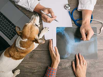 Dog being examined with x-ray Dog being examined with x-ray