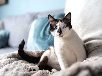 Cat on a couch Cat on a couch
