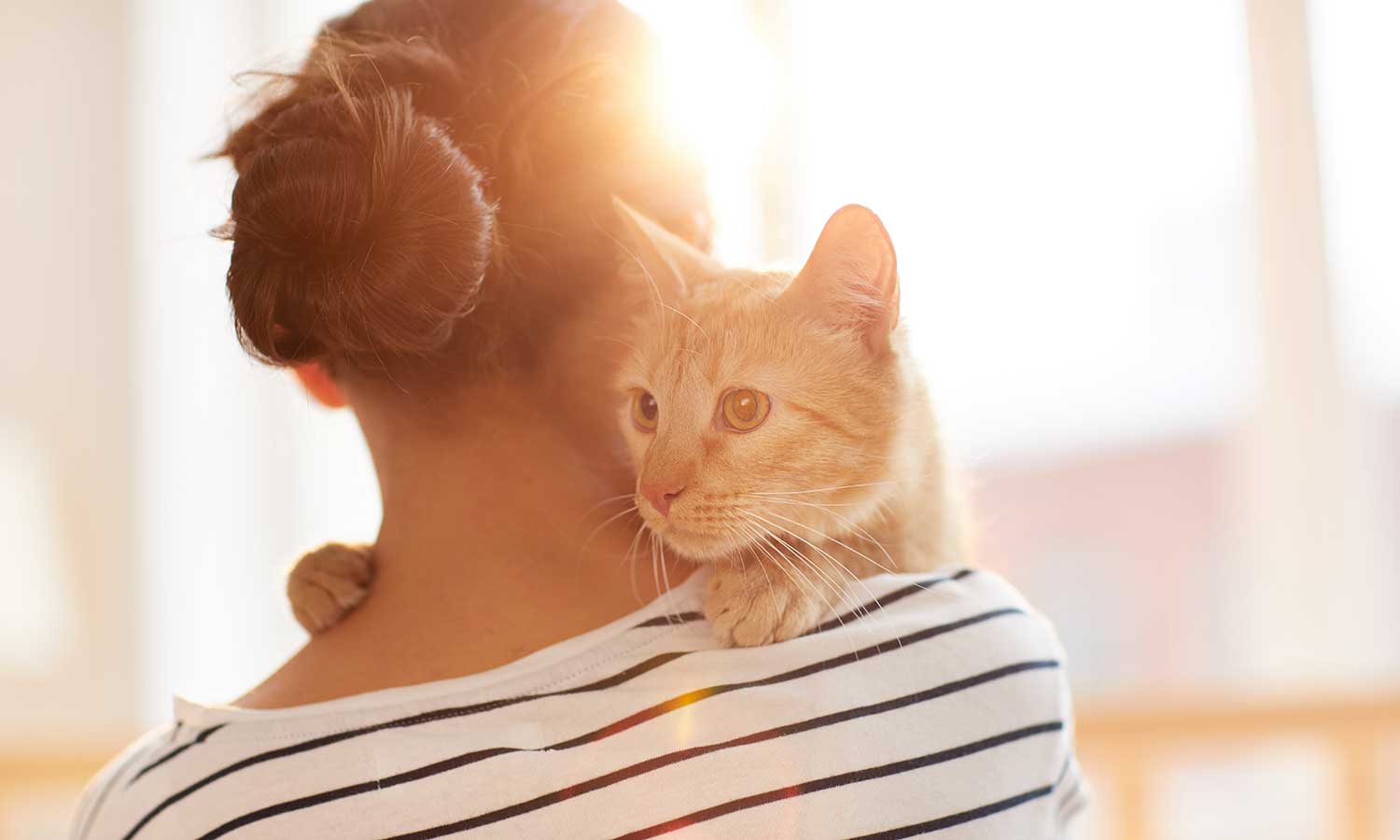 A cat hugging their human
