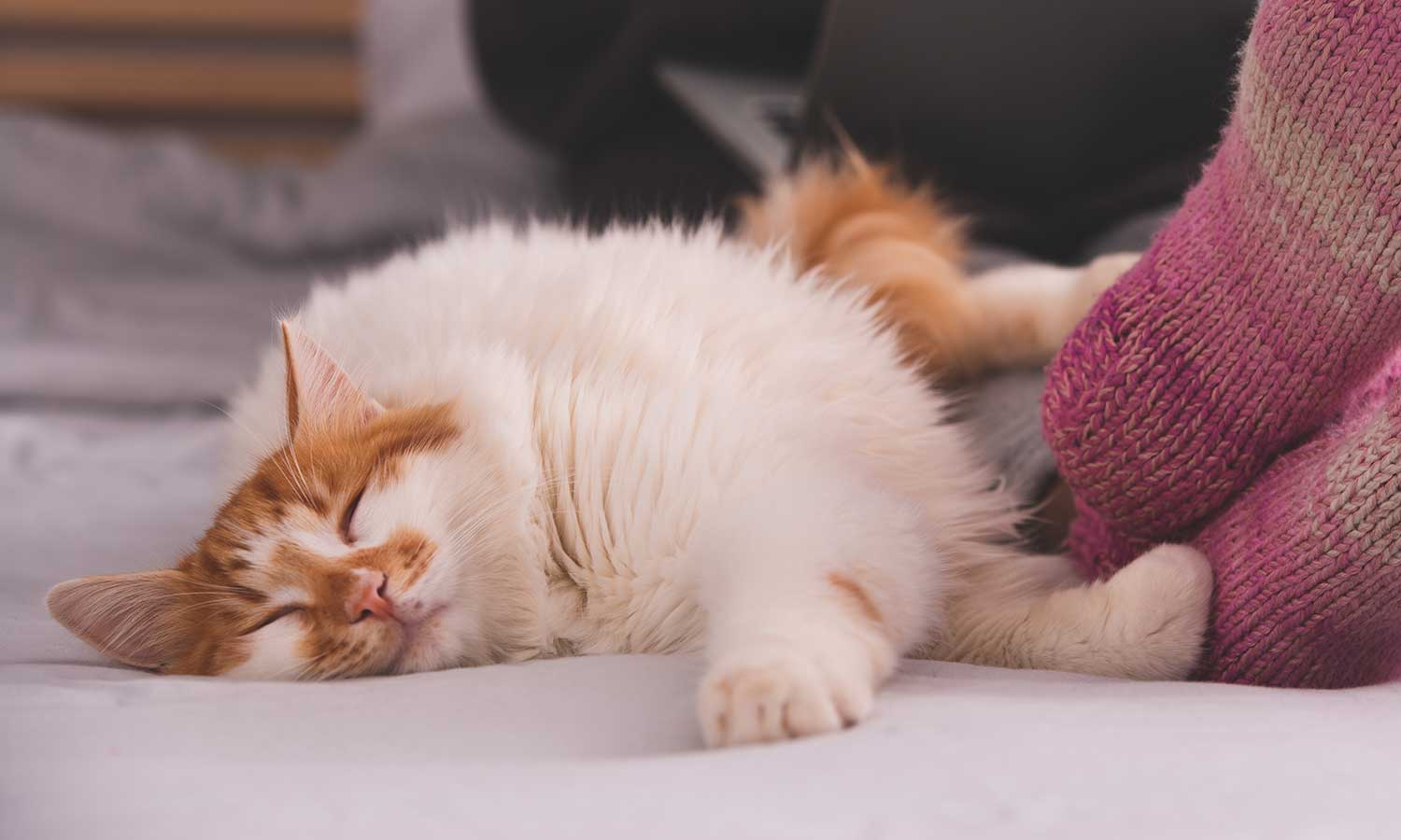 A cat laying by their human