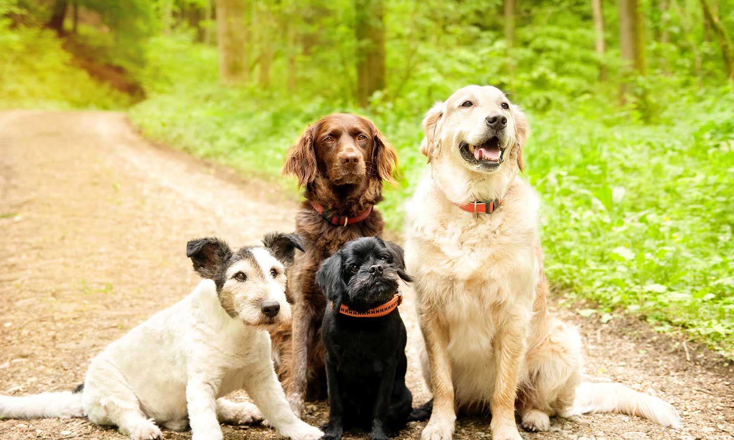 Dogs in a pack