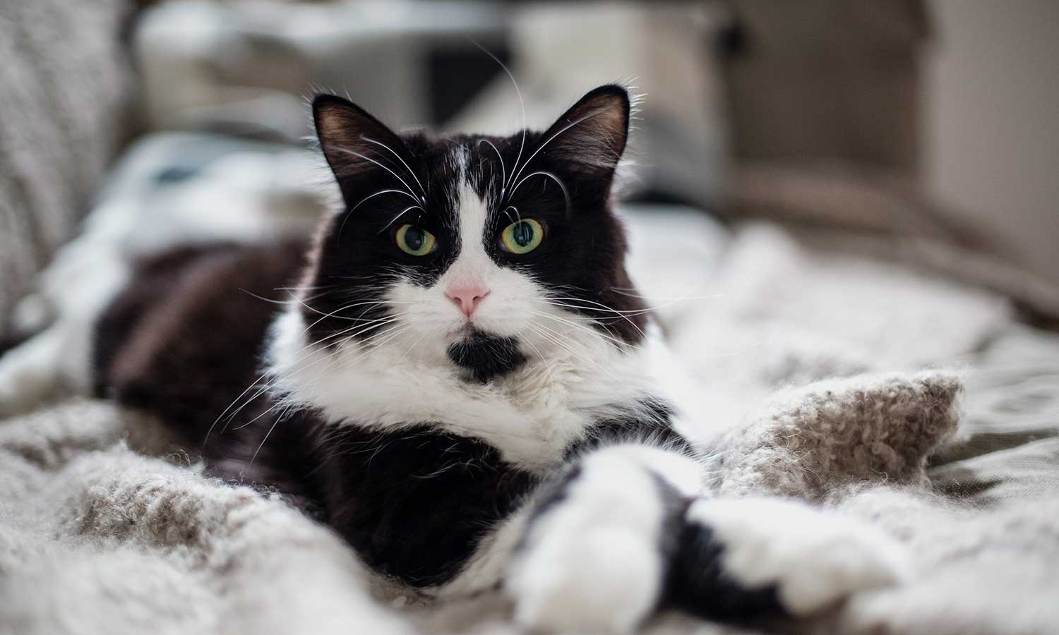 A cat on a blanket