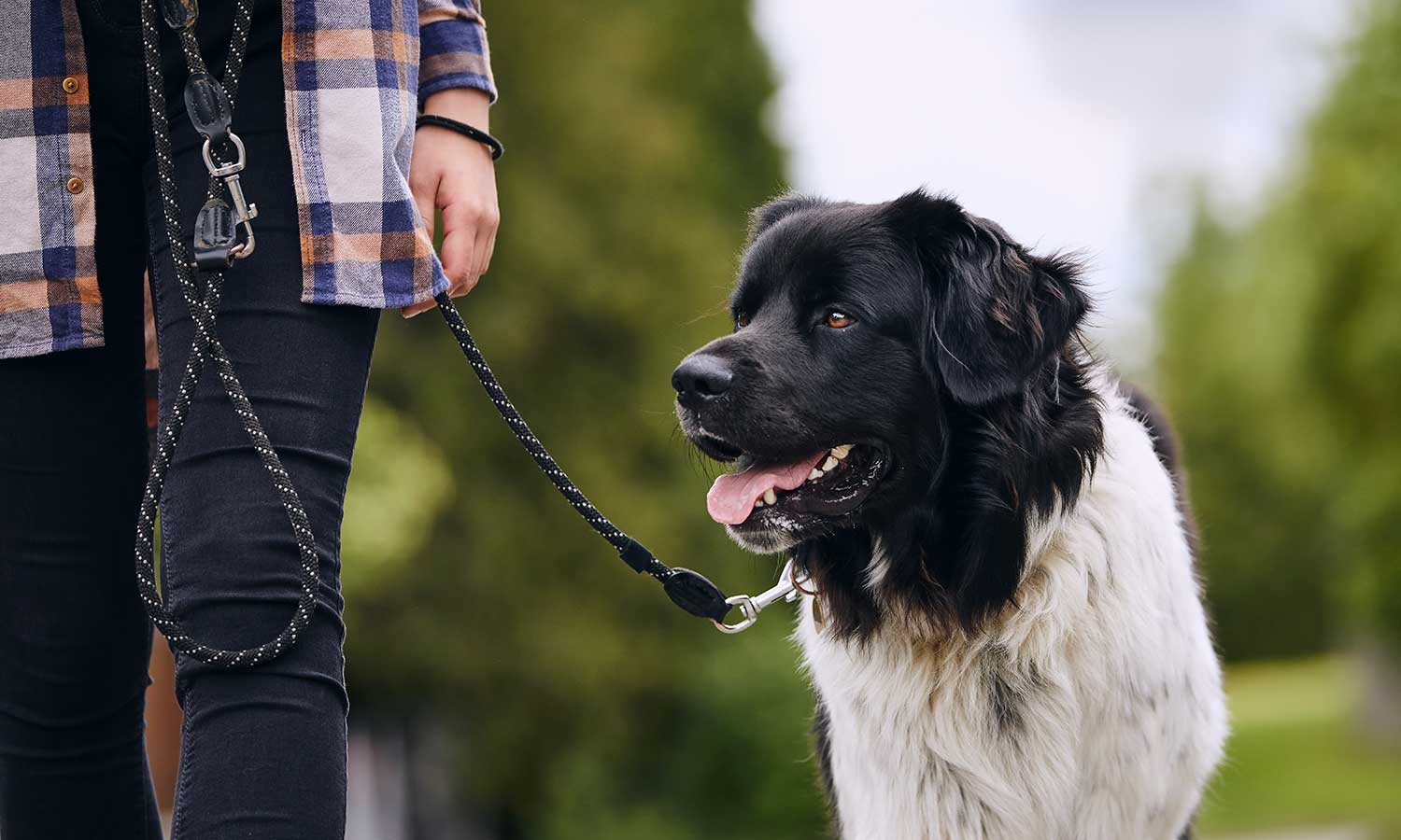 Dog with their family