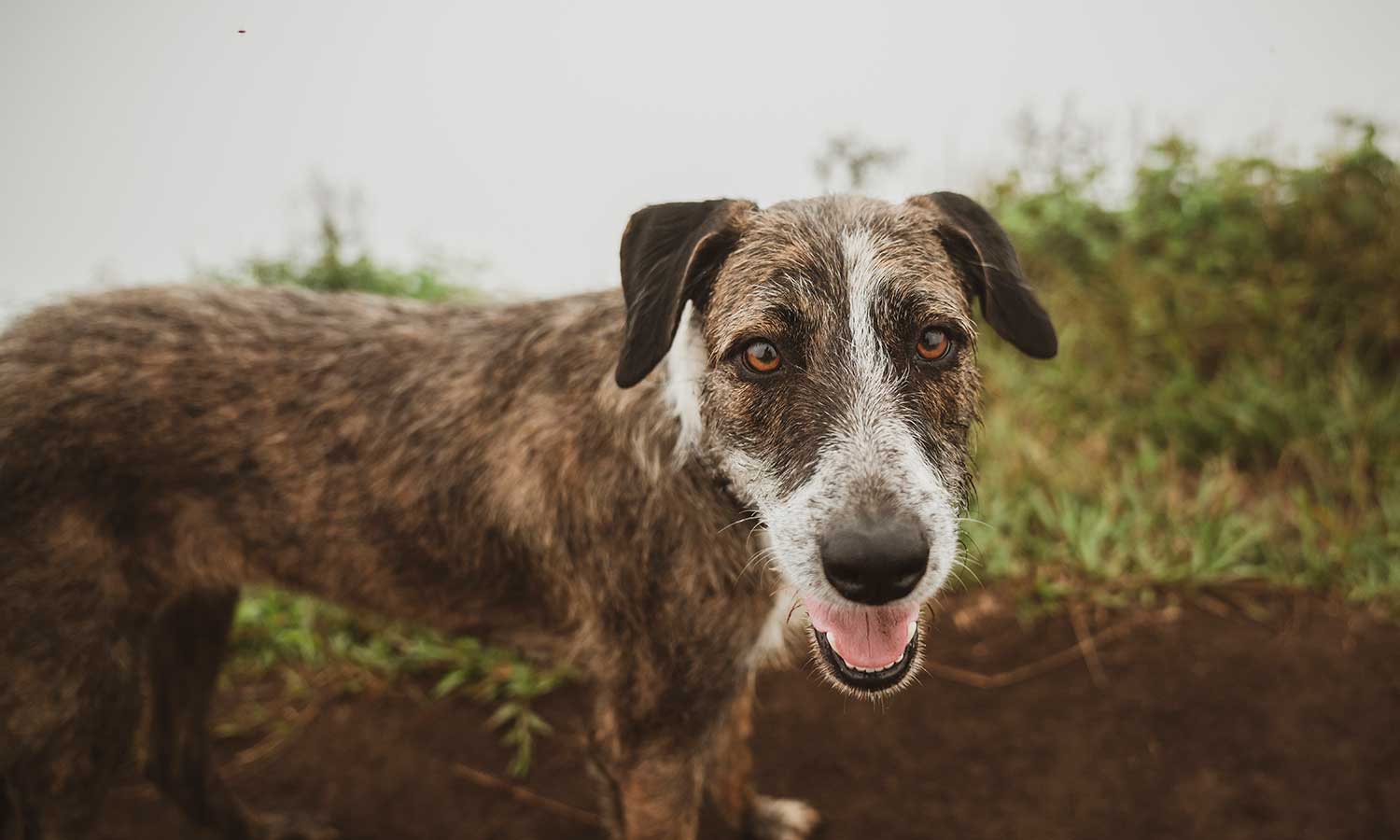 Dog in the outdoors