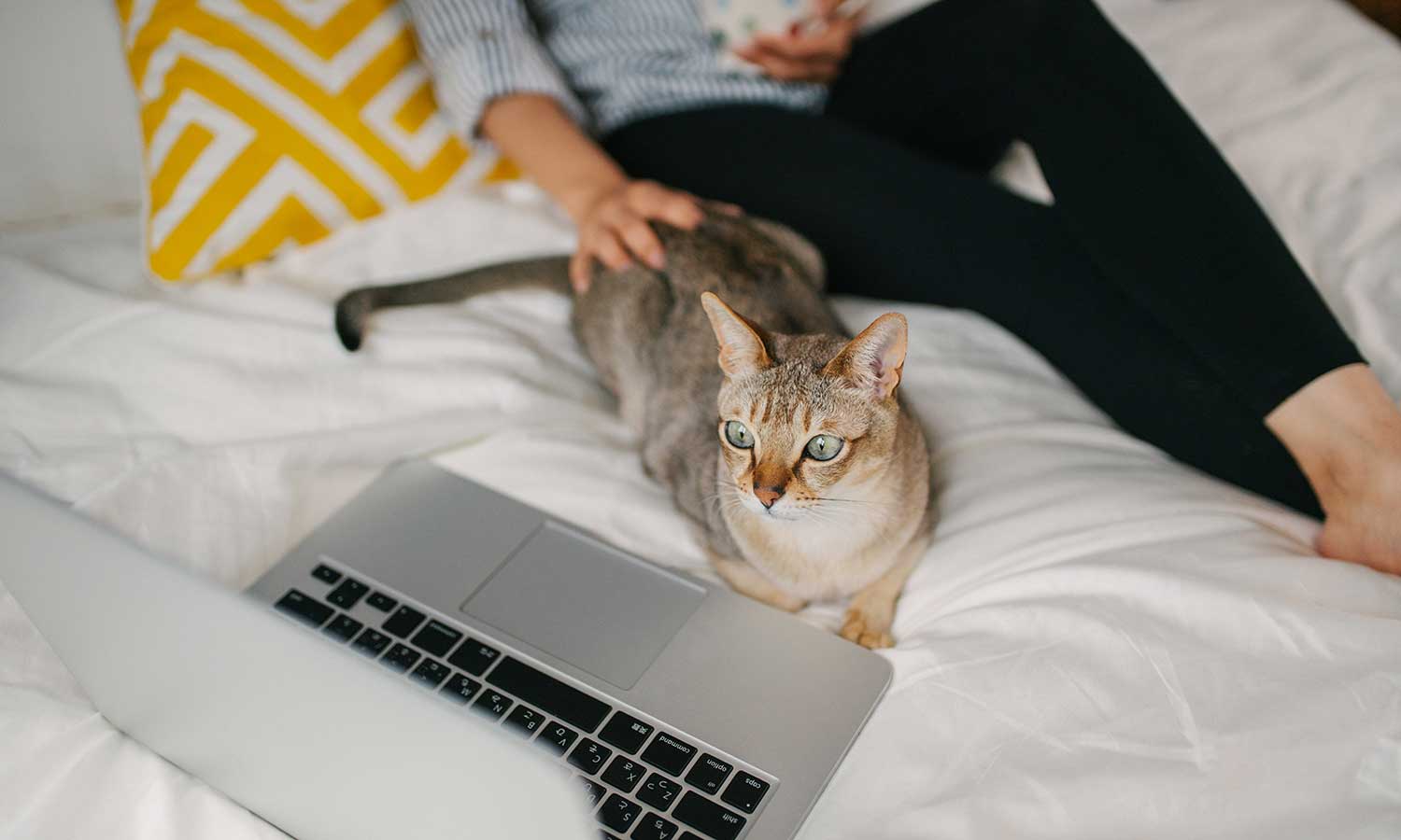 Cat using a computer with their person