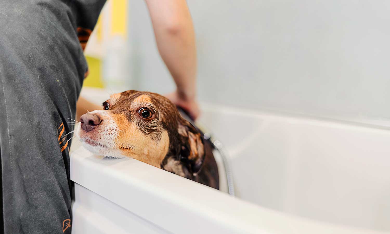 A dog being bathed