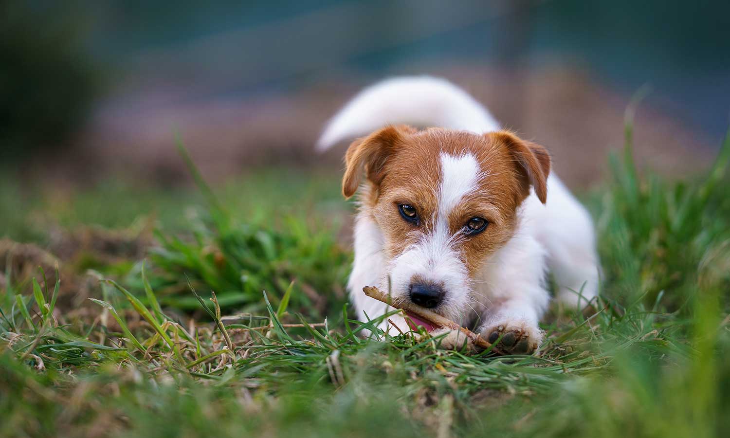 Dog chewing on stick outside