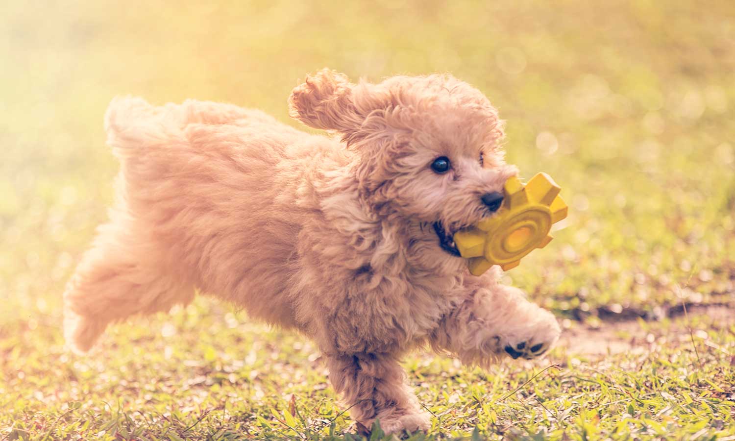 A puppy running with a toy
