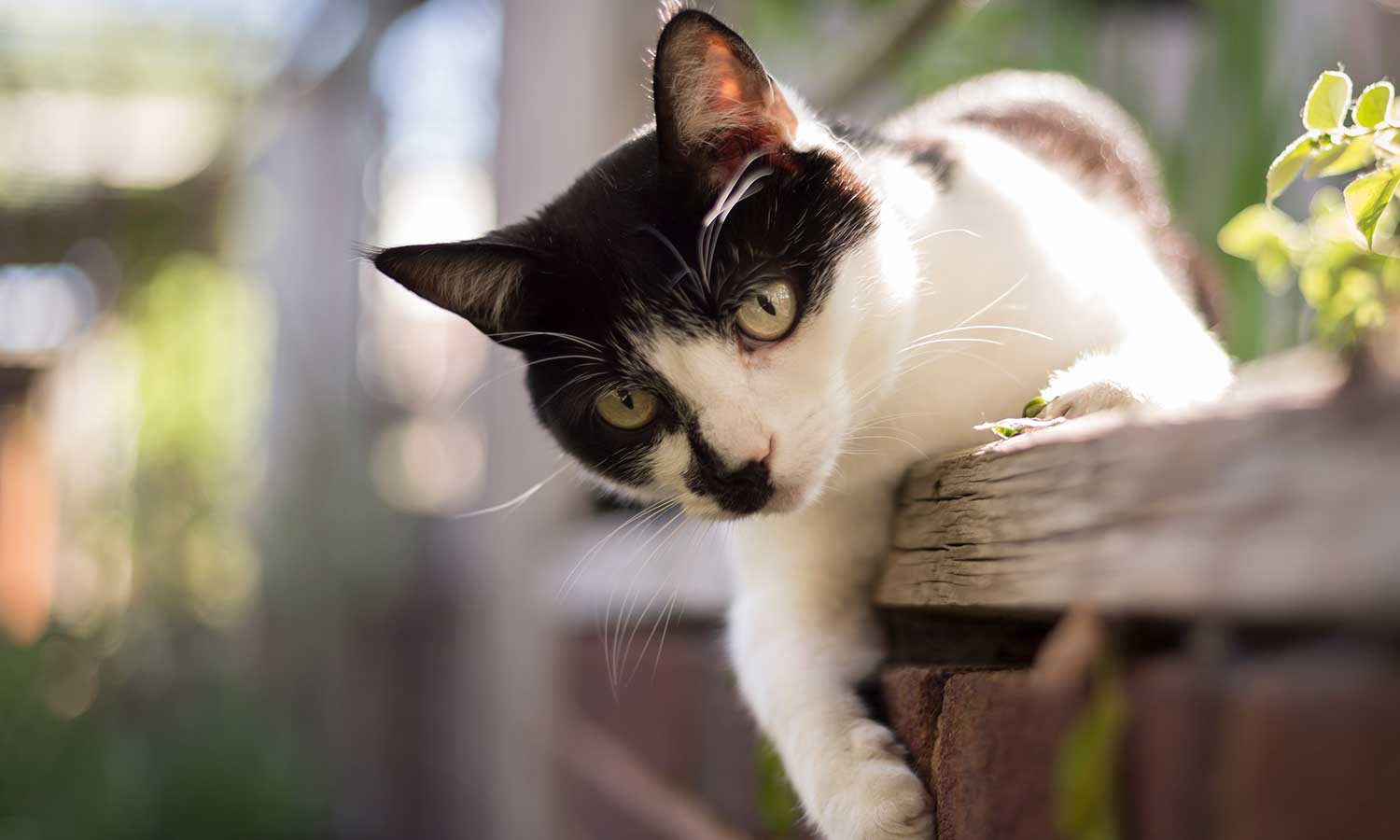 A cat reaching down from a ledge